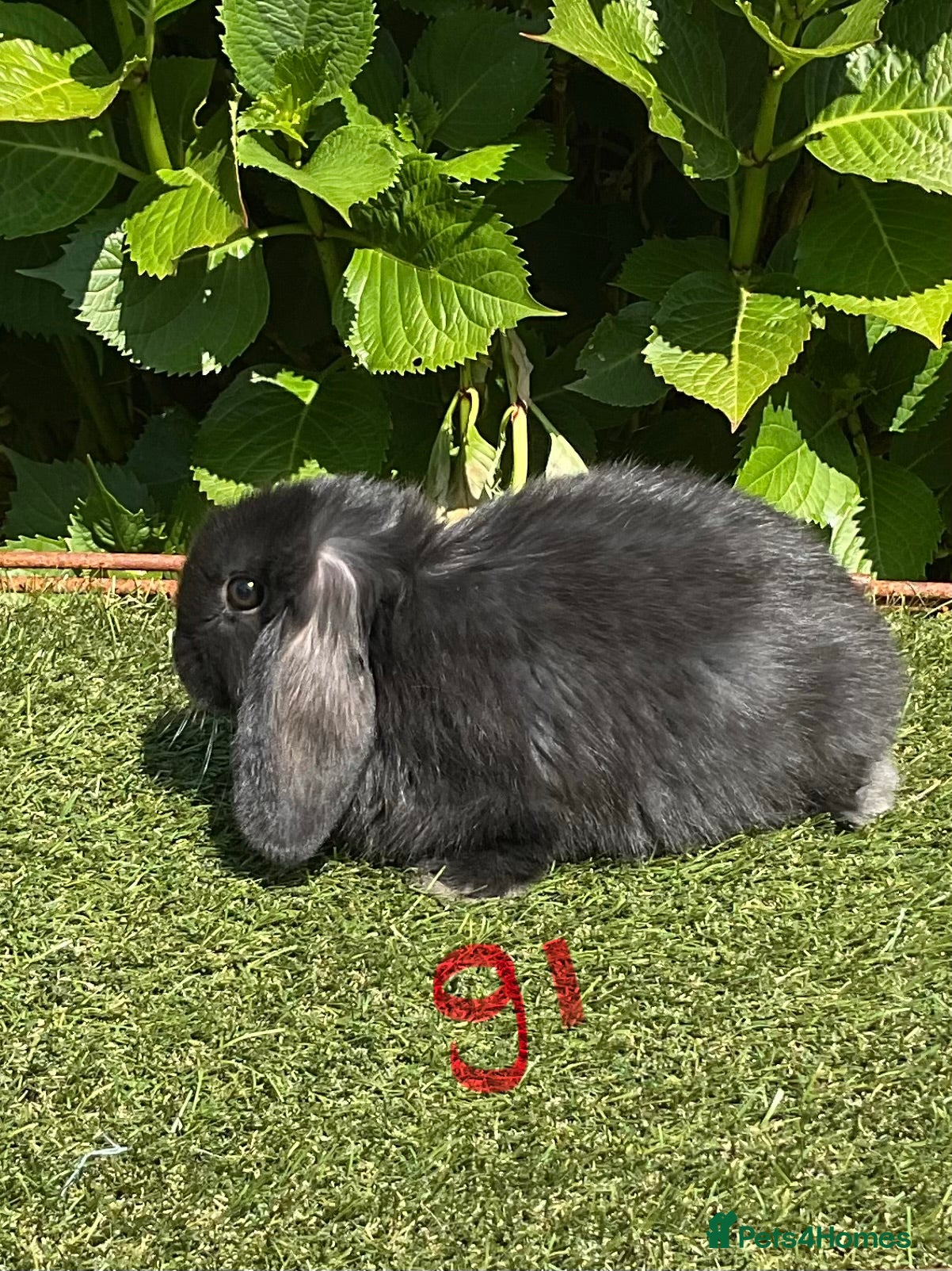 Mini Lop rabbits Pure bred mini lops baby Rabbits. - Advert 2