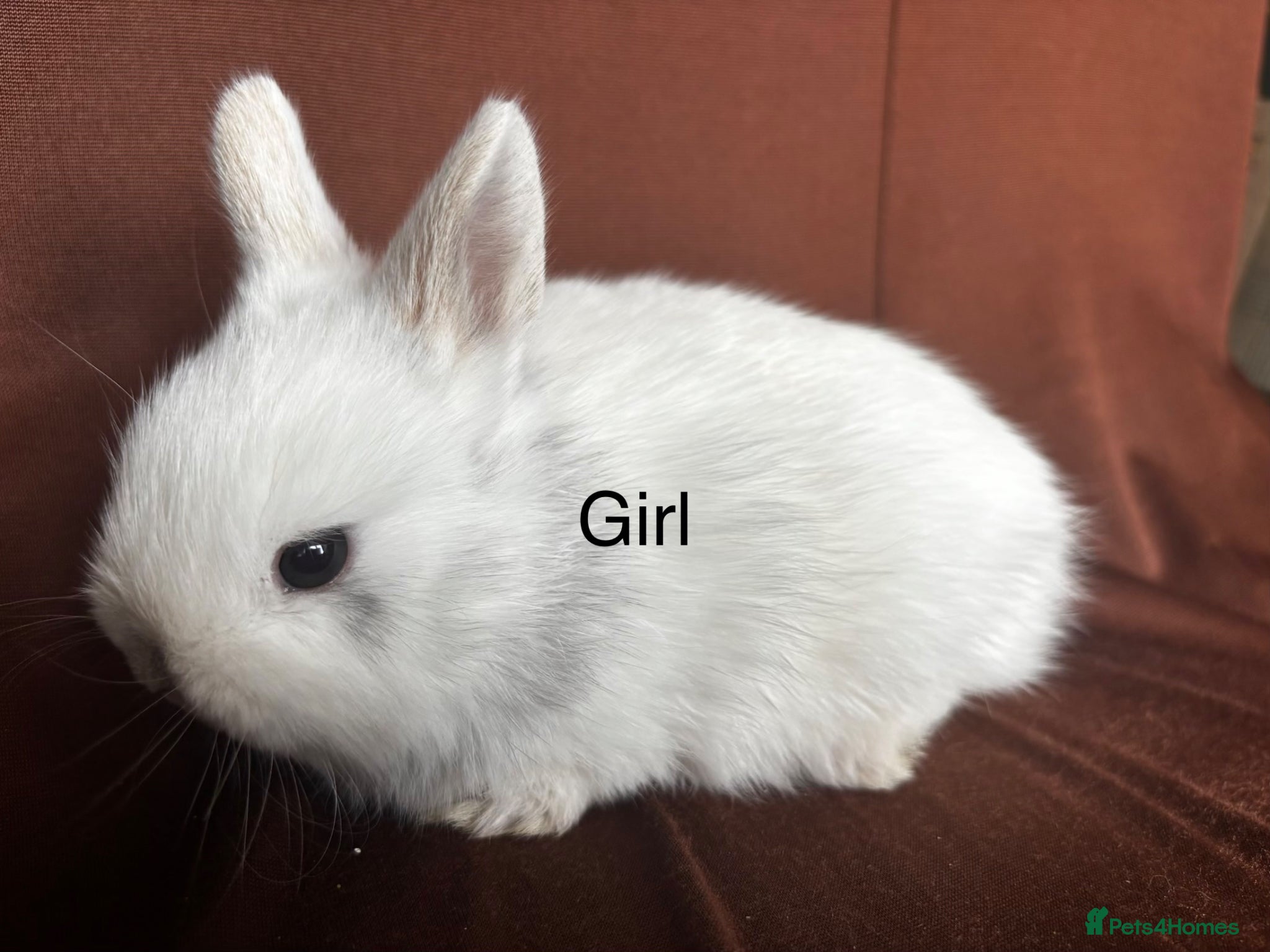 Netherland Dwarf rabbits Baby Bunnies for rehoming - Advert 1