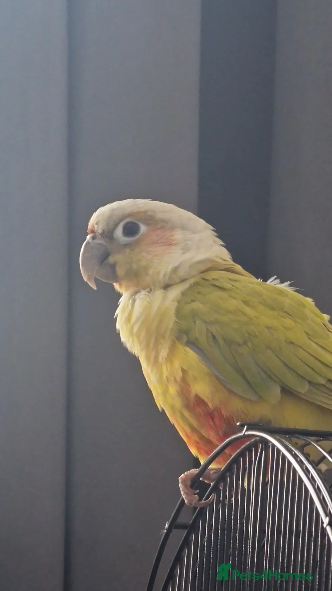 Conures birds for sale: Bonded Pair of Young Conures in London - Advert 1