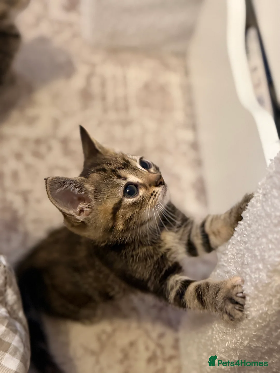 Mixed Breed cats for sale: 5 mixed kittens for sale  in Wallasey - Advert 2