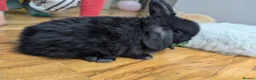 Mini Lop rabbits for sale: Mini lop  in Canterbury - Advert 4