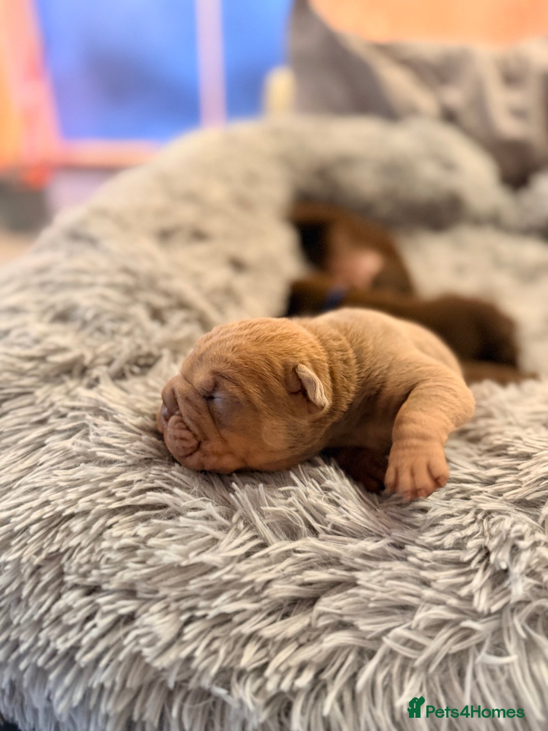 Mixed Breed dogs for sale: Gawjuss Bullpei Puppies 🐶 - Advert 5