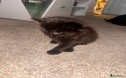 Mixed Breed cats for sale: Mixed breed kittens  - Image 9