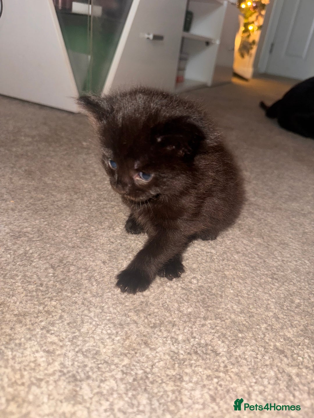 Mixed Breed cats for sale: Mixed breed kittens  - Image 9