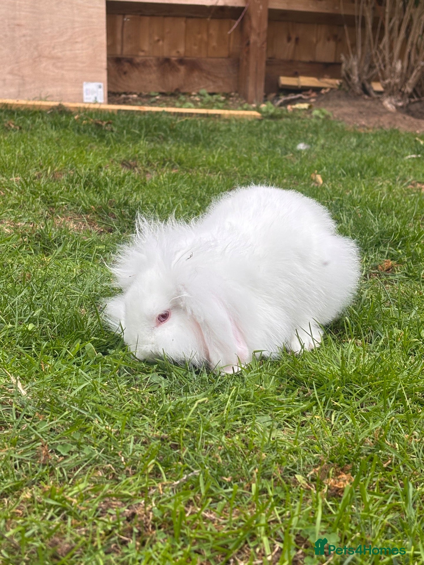 Mini Lion Lop rabbits Baby rabbit 10 weeks old  - Advert 1
