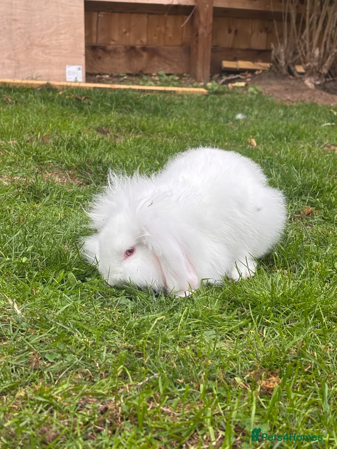 Mini Lion Lop rabbits for sale: Baby rabbit 10 weeks old  - Advert 1