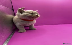 British Shorthair cats for sale: 🏆Grand Imperial Champion Sired GCCF Registered🏆  - Image 4
