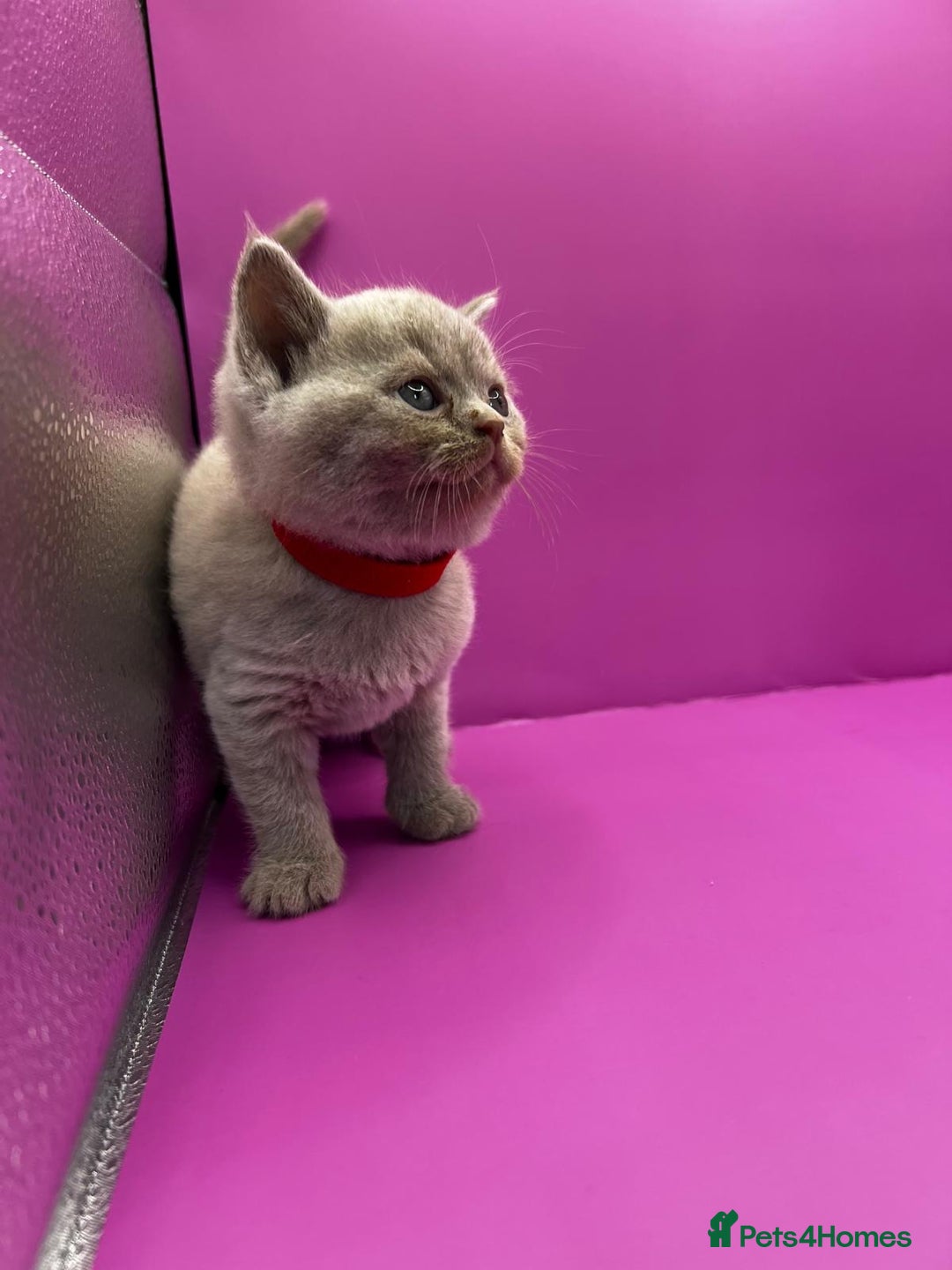 British Shorthair cats for sale: 🏆Grand Imperial Champion Sired GCCF Registered🏆  - Image 4