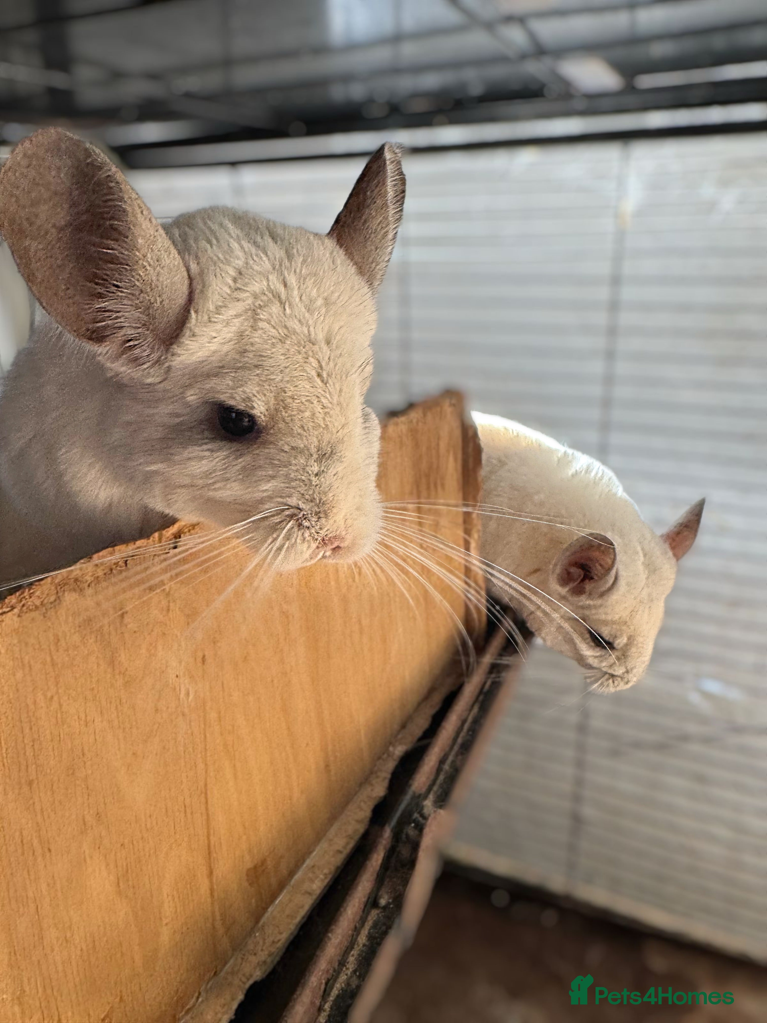 Chinchilla rodents Female Pair of Chinchillas - Advert 3