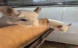 Chinchilla rodents for sale: Female Pair of Chinchillas - Advert 1