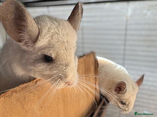 Chinchilla rodents Female Pair of Chinchillas - Advert 1