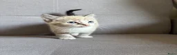 Ragdoll cats for sale: Last lynx ragdoll ready now - Advert 5