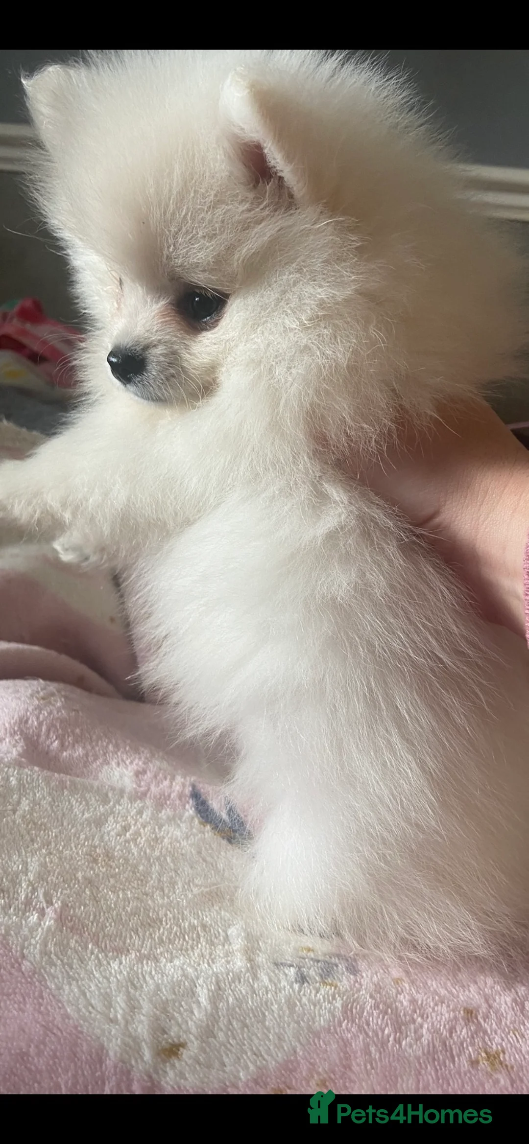 Pomeranian dogs for stud: 1.9kg tiny Proven Ukraine import stud kc reg  in Ferryhill - Advert 26
