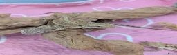 Bearded Dragon reptiles for sale: Baby bearded dragons Very friendly. German Giant X - Advert 6