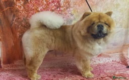 Chow Chow dogs for stud: MAGESTIC CHOW CHOW STUD  - Image 3