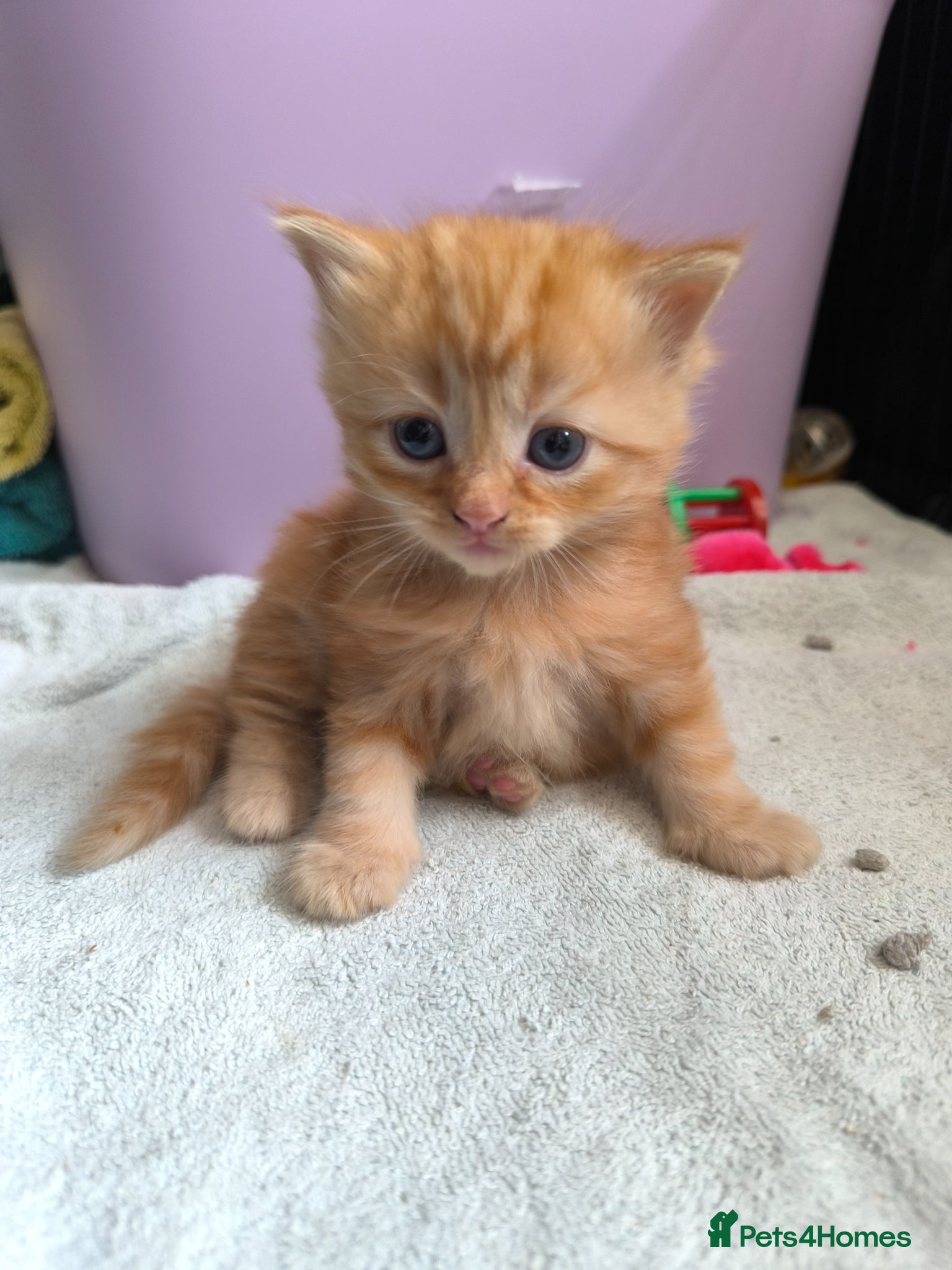 Ragdoll cats Persian/ragdoll mix 4 adorable ginger kittens - Advert 7