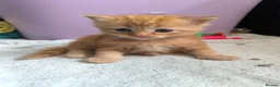 Ragdoll cats for sale: Persian/ragdoll mix 4 adorable ginger kittens - Advert 1