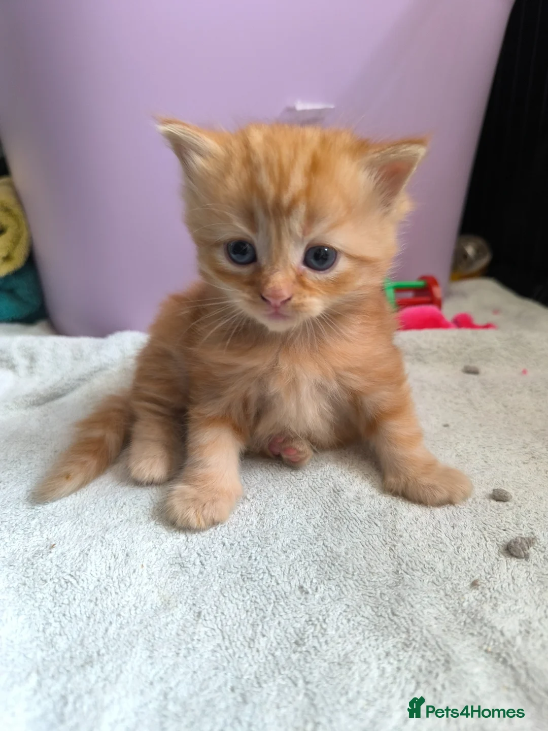 Ragdoll cats for sale: Persian/ragdoll mix 4 adorable ginger kittens - Advert 1