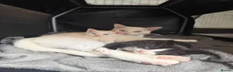 Mixed Breed cats for sale: Pair of kittens looking for their forever home  - Advert 2
