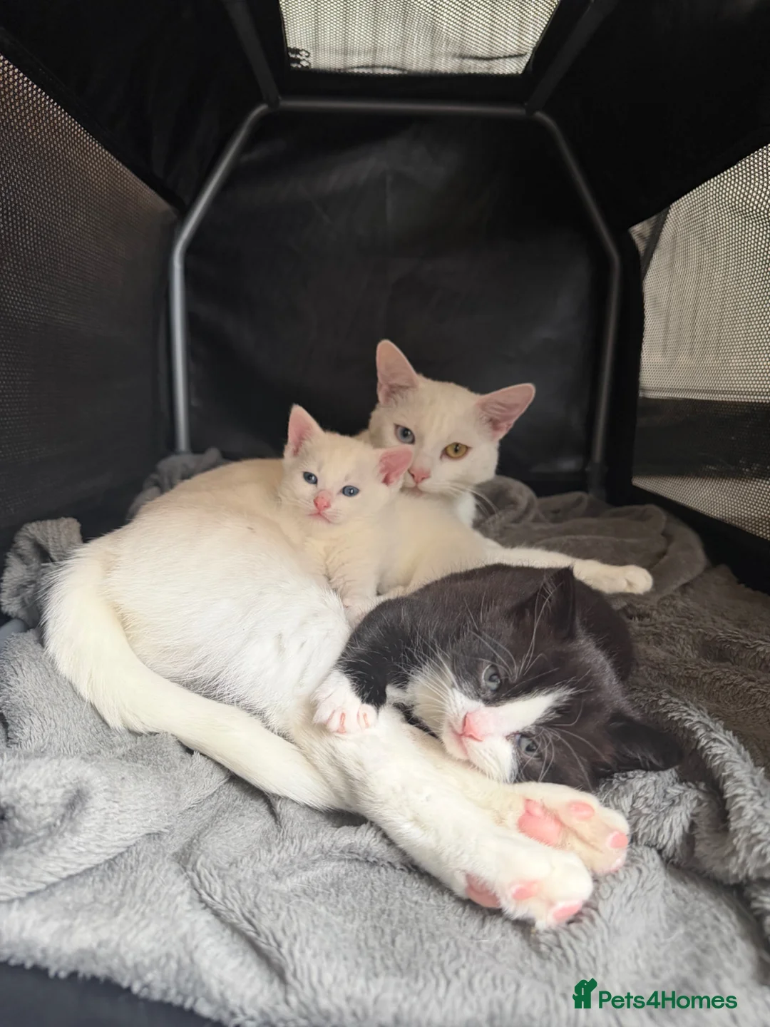 Mixed Breed cats for sale: Pair of kittens looking for their forever home  - Advert 2