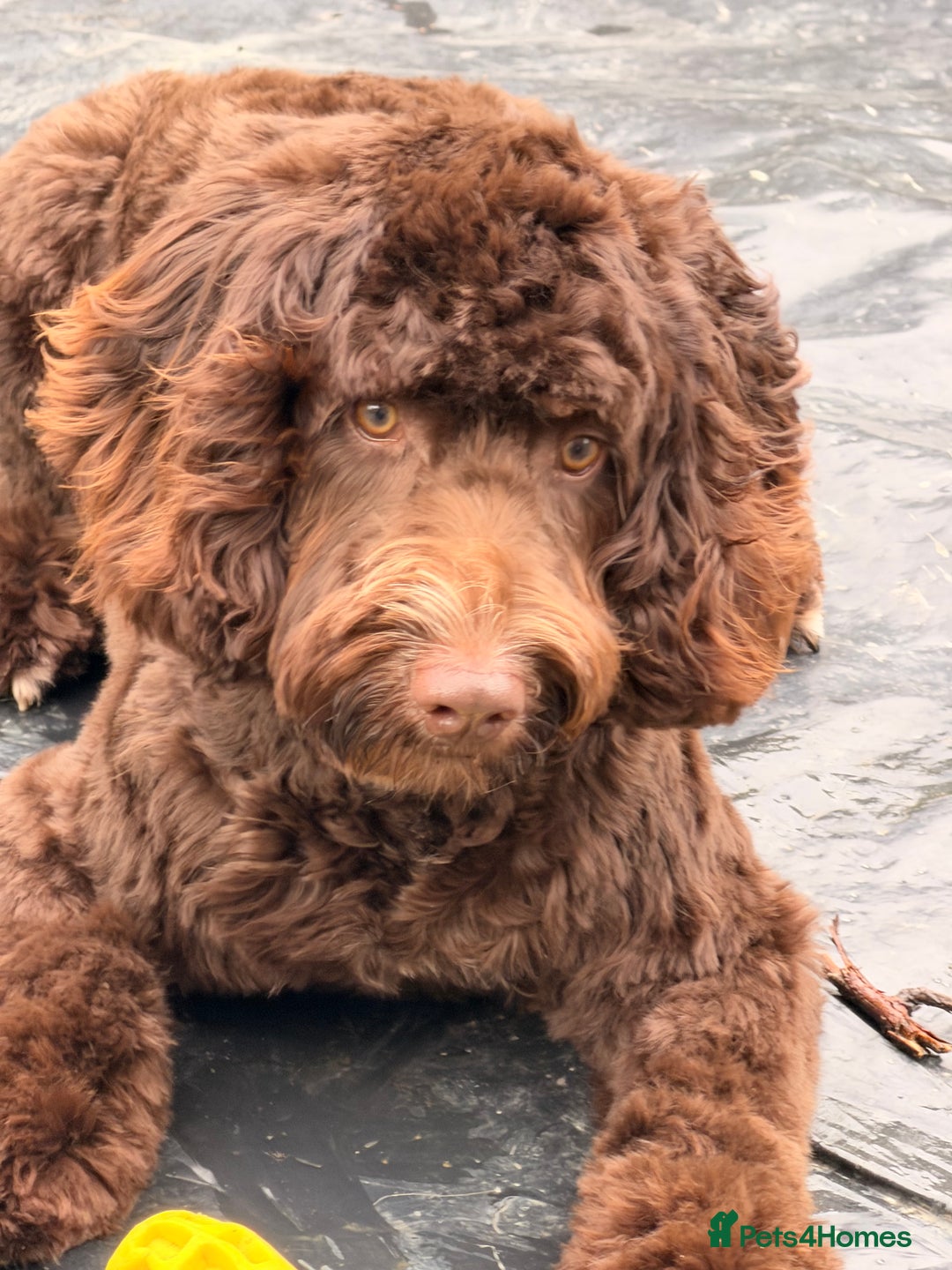 Cockapoo dogs for sale: Duke 10 month old cockerpoo - Advert 2