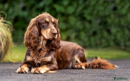Cockapoo dogs for sale: Waiting List Open - F1 Cockapoo Puppies  - Image 2