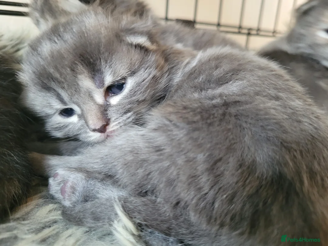 Mixed Breed cats for sale: 3 girl kittens  - Advert 2