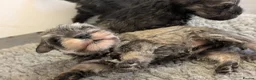 Miniature Schnauzer dogs for sale: KC Health tested Miniature Schnauzer Puppies - Advert 7