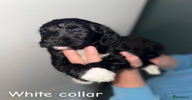 Cockapoo dogs - Advert 5