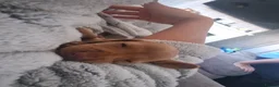 Miniature Dachshund dogs for sale: Beautiful miniature daschunds  - Advert 5