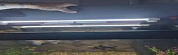 Fancy Goldfish fish for sale: 120 litre juwel tank with 2 fancy goldfish  - Advert 13