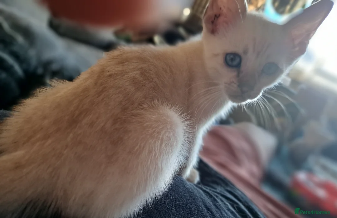Bengal cats for sale: Blue eyes Snow bengal lynx kittens  - Advert 2