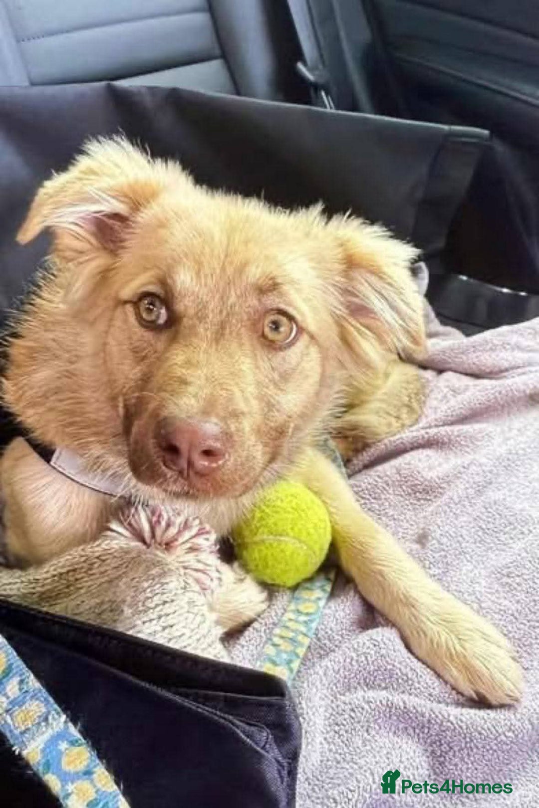 Mixed Breed dogs for adoption: Meet Cassie, currently residing in Surrey - Advert 6