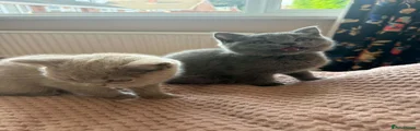 British Shorthair 5