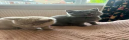 British Shorthair cats for sale: British Shorthair and Golden Shaded Torbie - Advert 2