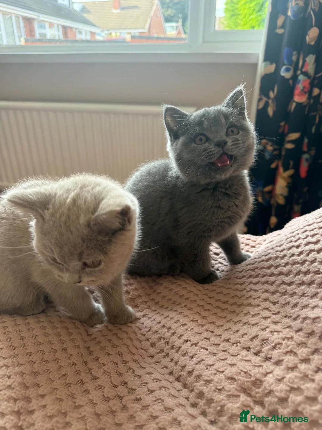 British Shorthair cats for sale: British Shorthair and Golden Shaded Torbie - Advert 2