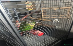 Conures birds for sale: Green Cheek Conure Parrot & Cage - Image 3