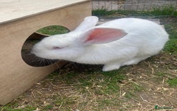 New Zealand rabbits for sale: Castrated Large Pair  - Image 3