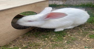 New Zealand rabbits - Advert 15