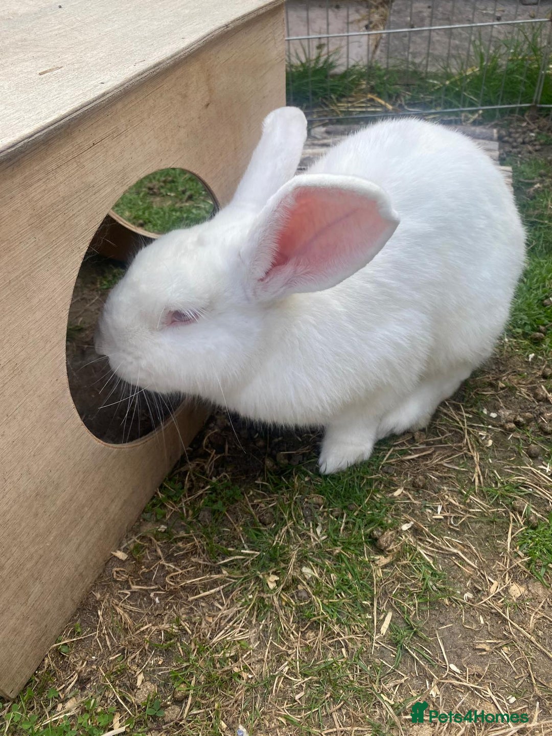 New Zealand rabbits for sale: Castrated Large Pair  - Image 3
