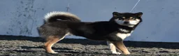 Japanese Shiba Inu dogs for sale: Shiba Inu 2 female puppies ready Friday  - Advert 8