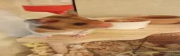 Hamster rodents for sale: Syrian Hamster - Advert 5