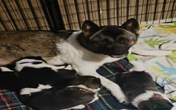 Akita dogs for sale: 🐾 American Akita Puppies for Forever Homes 🐾 - Image 29