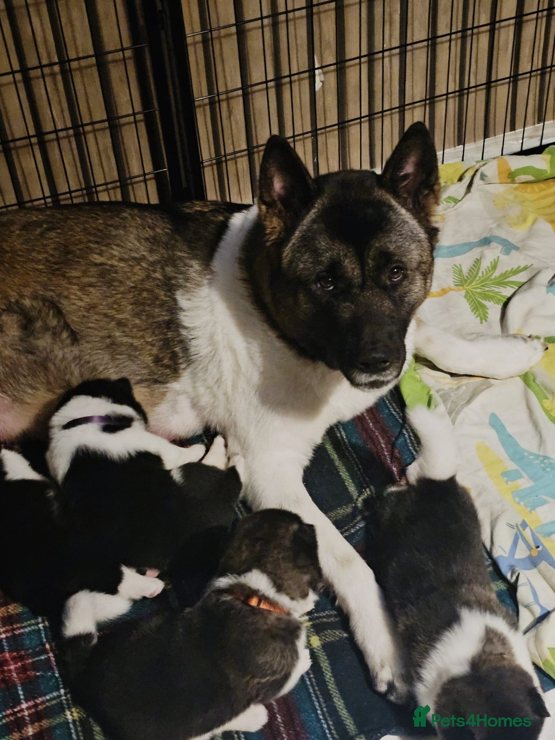 Akita dogs for sale: 🐾 American Akita Puppies for Forever Homes 🐾 - Image 29
