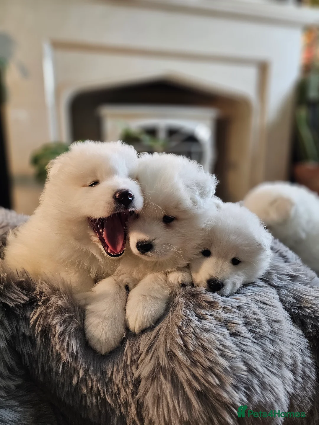 Samoyed dogs for sale: ⭐ EXCEPTIONAL BEAR-HEAD PUPPIES ⭐Champion Heritage - Advert 7