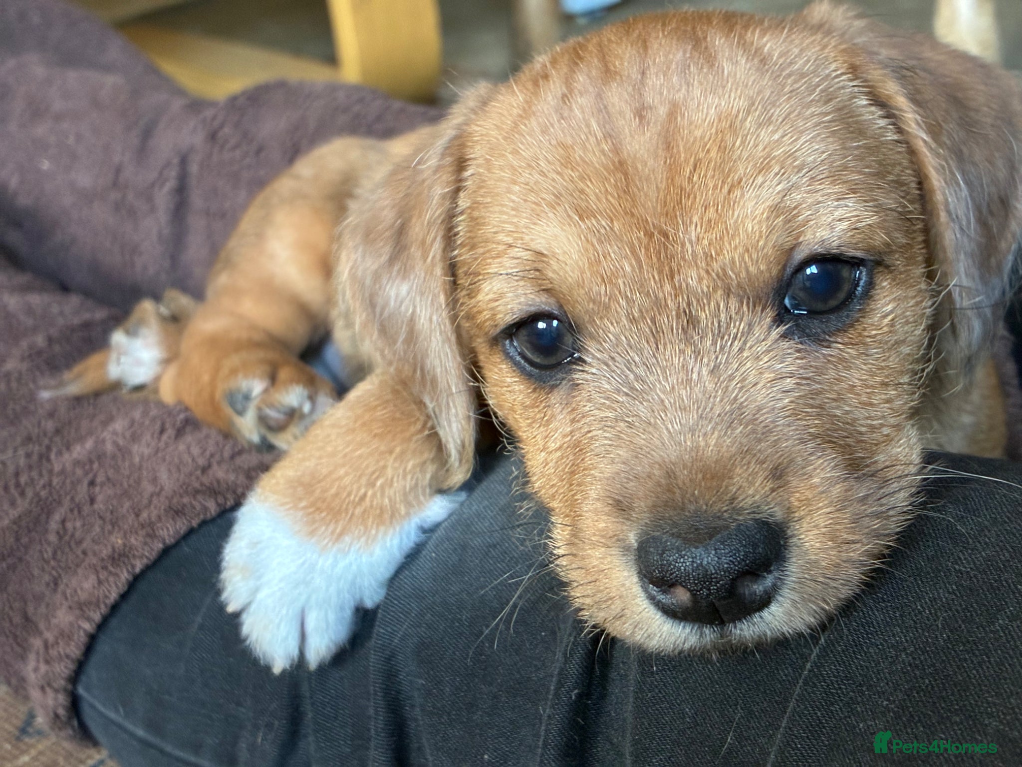 Mixed Breed dogs for sale: Jack Russell Mix Breed Puppies - Advert 1