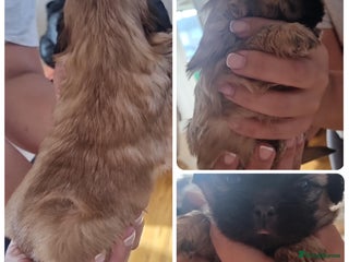 Shih Tzu dogs - Advert 11