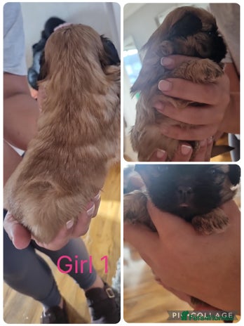 Shih Tzu dogs - Advert 15