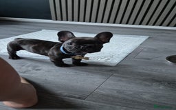 French Bulldog dogs for sale: French bulldog puppy 9 weeks - Image 2