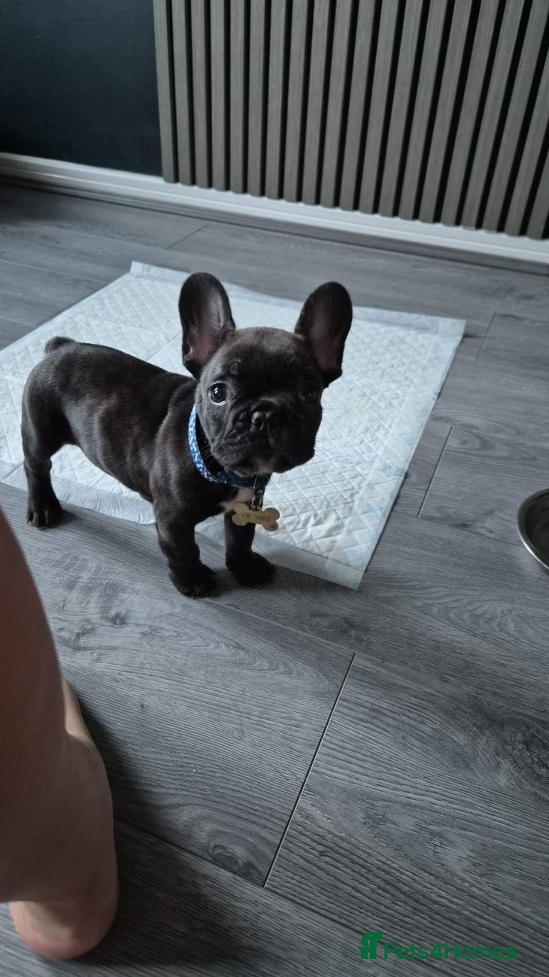 French Bulldog dogs for sale: French bulldog puppy 9 weeks - Image 2